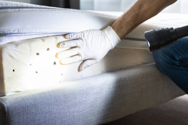 Wasp Removal Services in Solon, IA