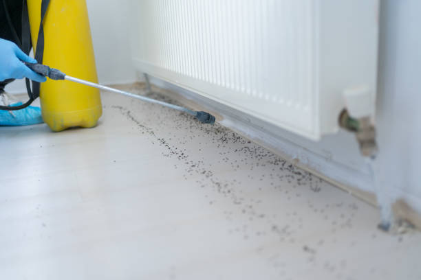 Best Flea Control Services  in Solon, IA