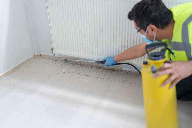 Best Termite Control Services  in Solon, IA